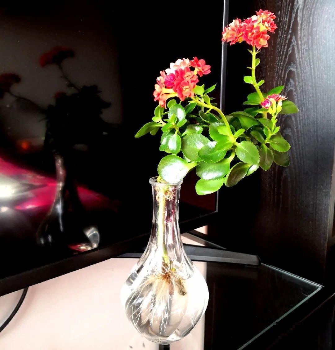 10种花最怕热,夏天养水里,才能活下来! 10种花最怕热,夏天养水里,才能活下来!