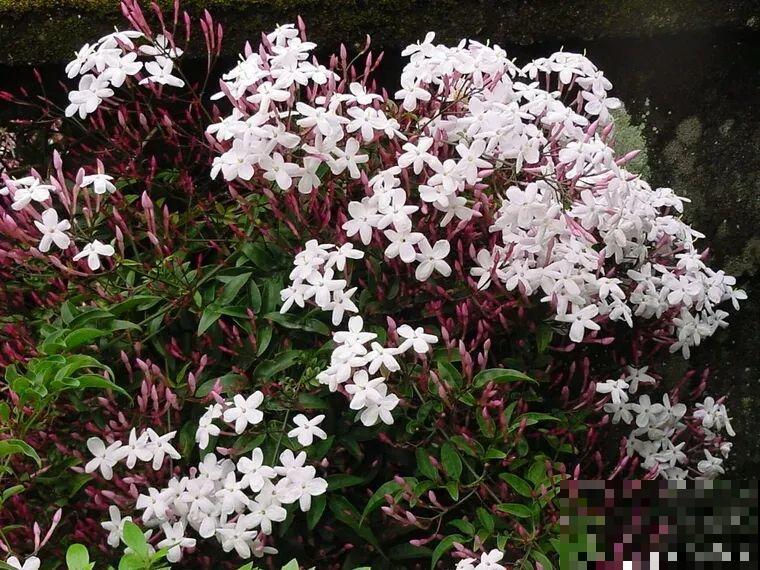 路边养6种花,香味能传3里地,香掉你的鼻子! 路边养6种花,香味能传3里地,香掉你的鼻子!