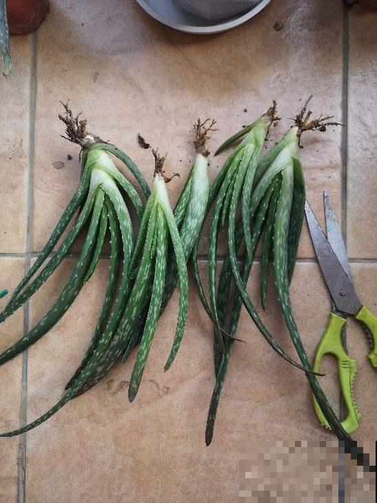 家里养盆芦荟，净化空气、消炎杀菌，养人养身心