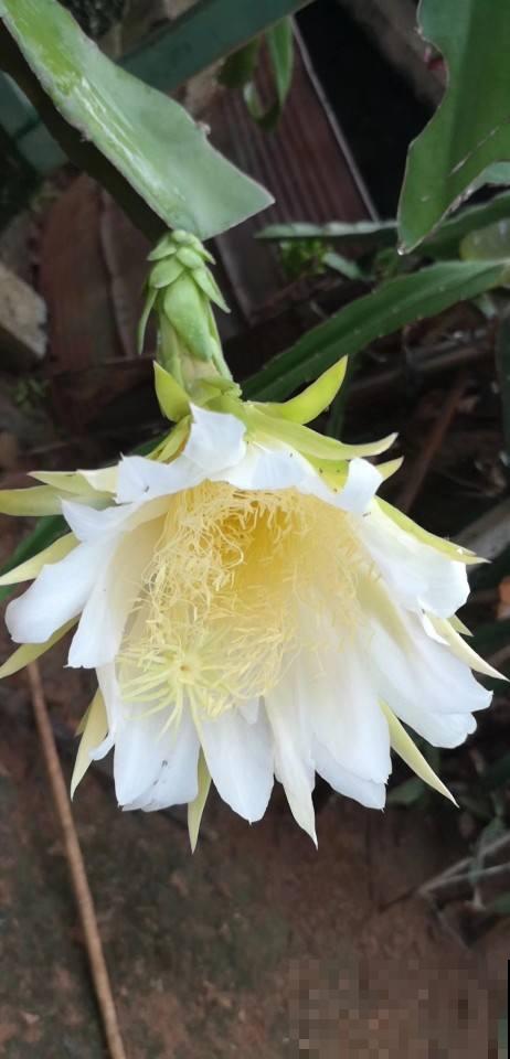 农村常见的花,摘下来还能做菜吃,味道比鸡肉还鲜美 农村常见的花,摘下来还能做菜吃,味道比鸡肉还鲜美