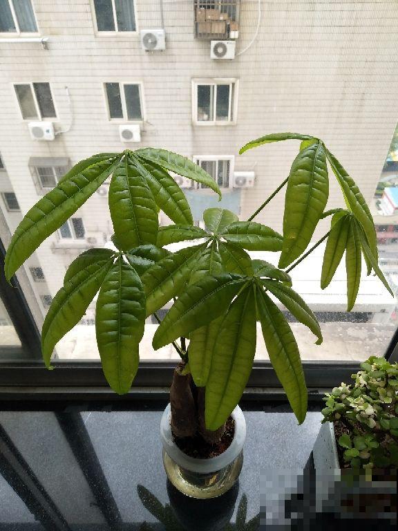 3种招财树,掰个枝条插水里,半个月长出大白根 3种招财树,掰个枝条插水里,半个月长出大白根