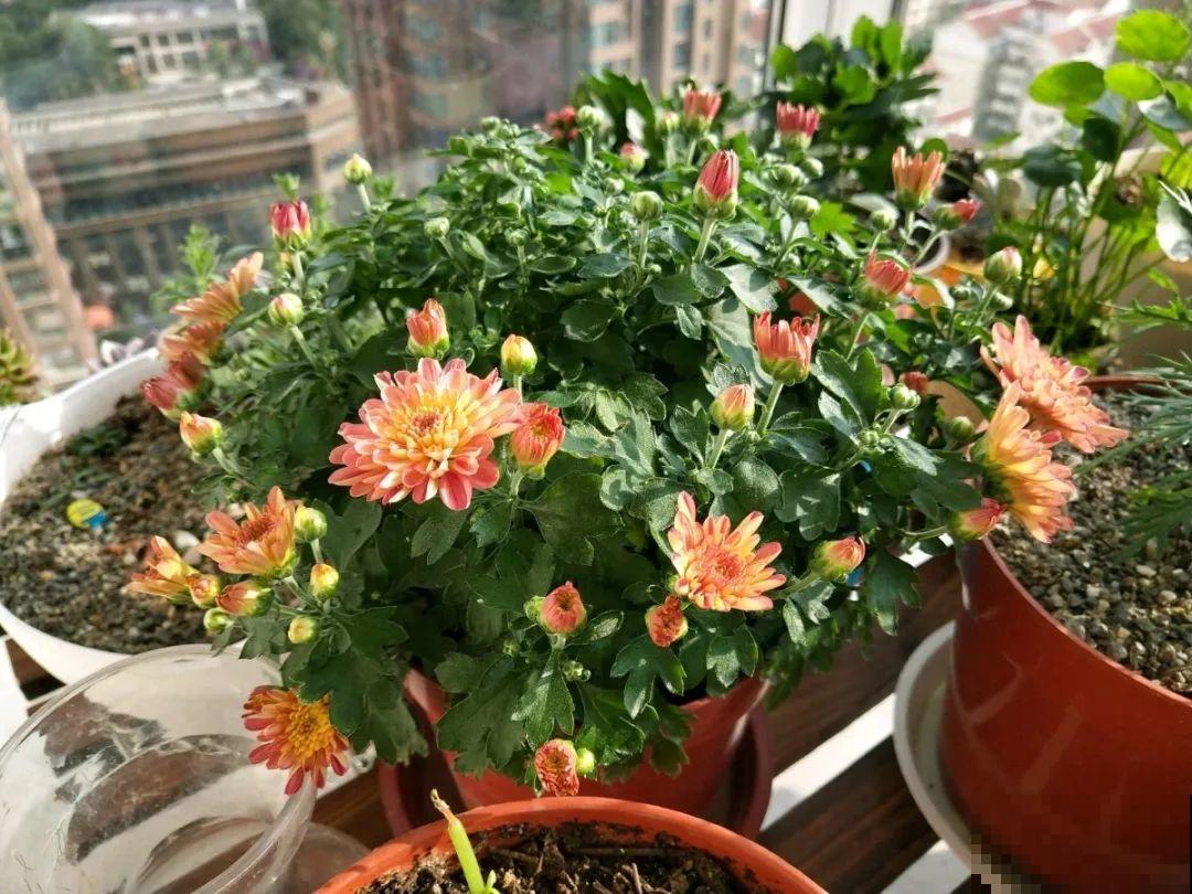 8种花，5月要赶紧修剪，剪完了还能窜新芽