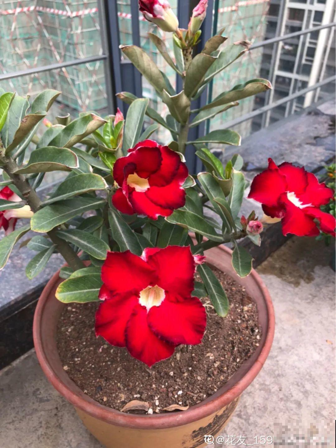 18种最好养的花大盘点，绿萝只能排倒第一！