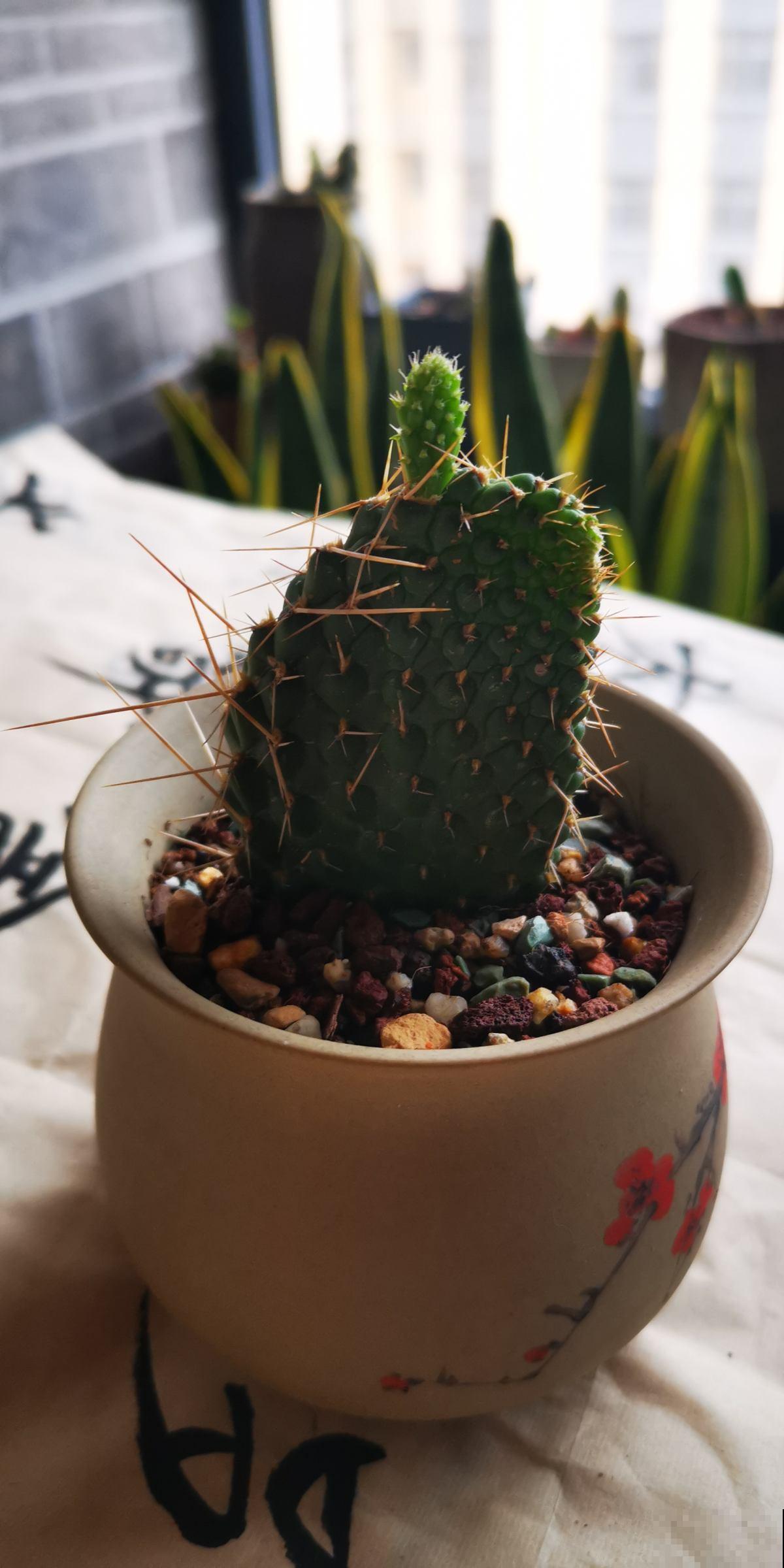 扎手的仙人掌,身上长满硬刺,这些刺有大作用 扎手的仙人掌,身上长满硬刺,这些刺有大作用