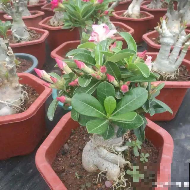 沙漠玫瑰特耐旱，大热天不浇水，也能呼呼开爆盆