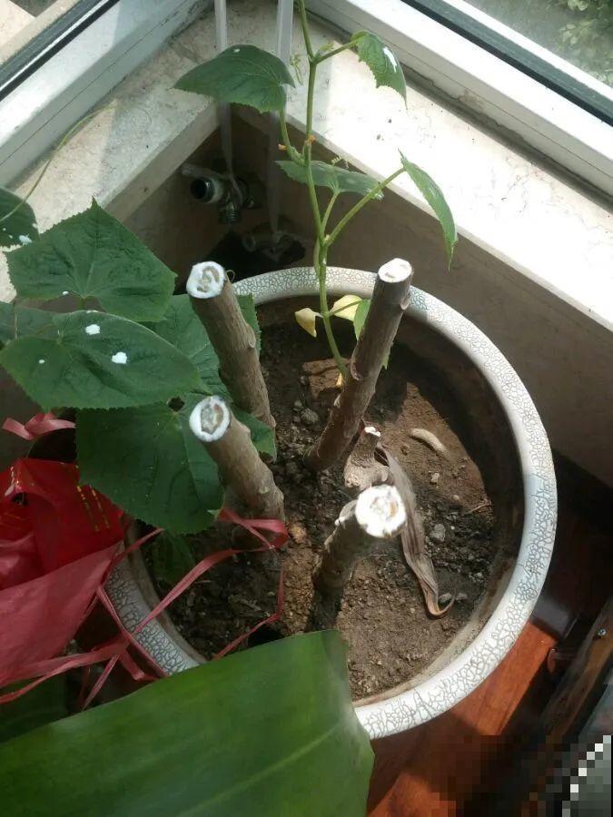 1根绳子扯一下，枝条冒出20个芽，一不小心拉断了！
