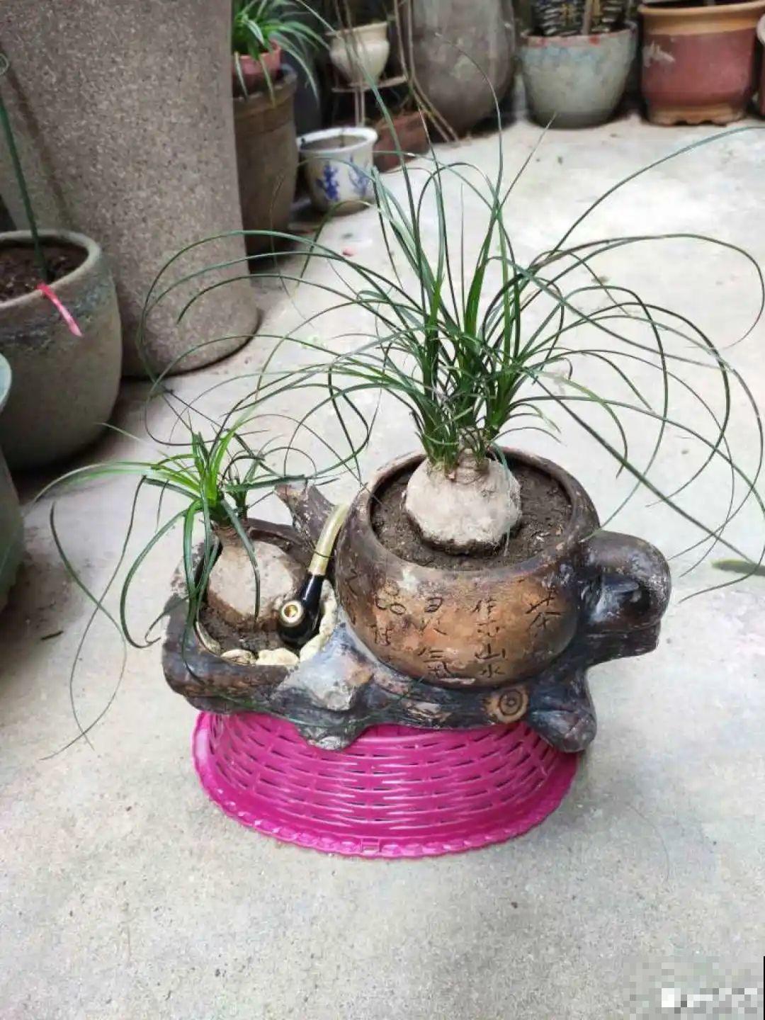爷爷的破茶壶，全被我拿来养花，省下大笔花盆钱！