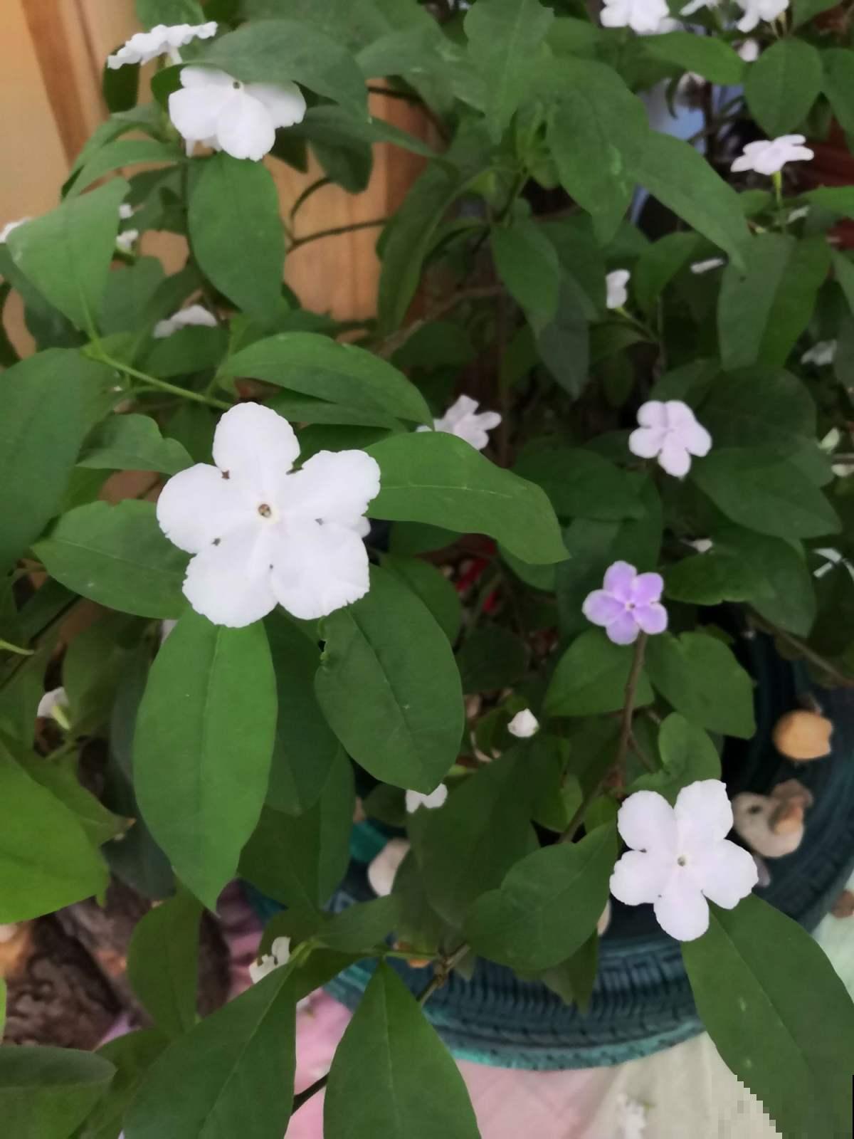 鸳鸯茉莉很神奇，花瓣是变脸大师，白天晚上是两个色！
