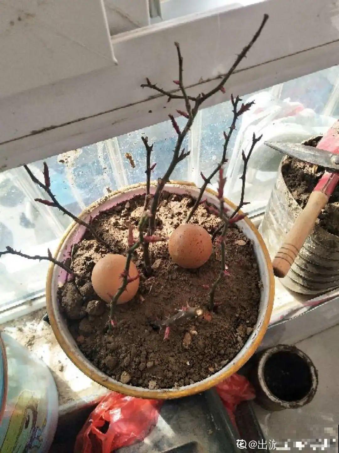 给花喷点杀菌水,叶子斑点全消灭,花越长越旺! 给花喷点杀菌水,叶子斑点全消灭,花越长越旺!