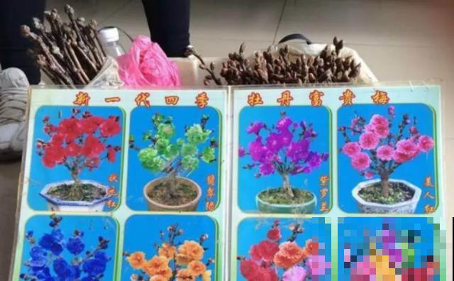 花骗子最爱卖的5种花，养花小白要记住，擦亮眼睛不上当