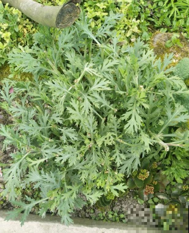 还买什么玛格丽特,种一把茼蒿菜,开花一模一样! 还买什么玛格丽特,种一把茼蒿菜,开花一模一样!