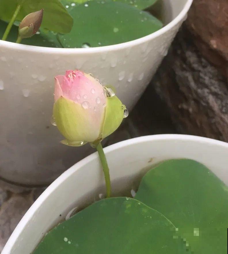 10种花爱淋雨，下雨扔外面，比白菜长的还快！