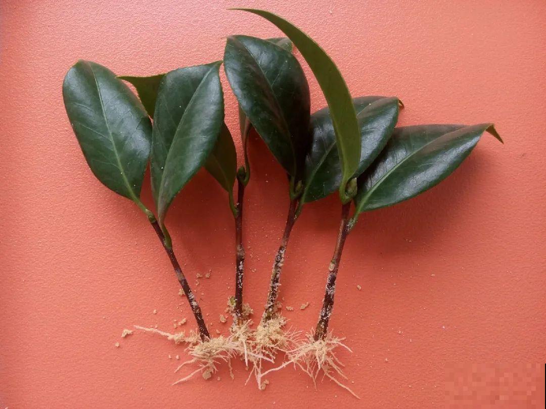 3种花，下雨天扦插，生根快、不黑杆！