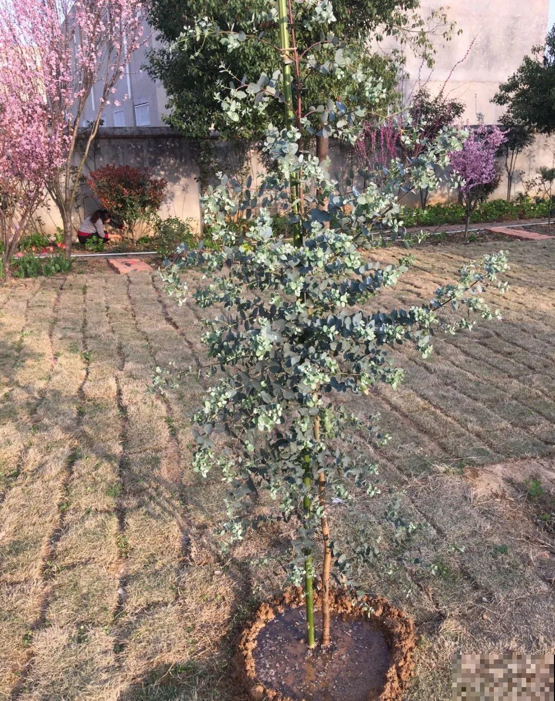 今年流行的小众花，家里养1盆，特别有气质！