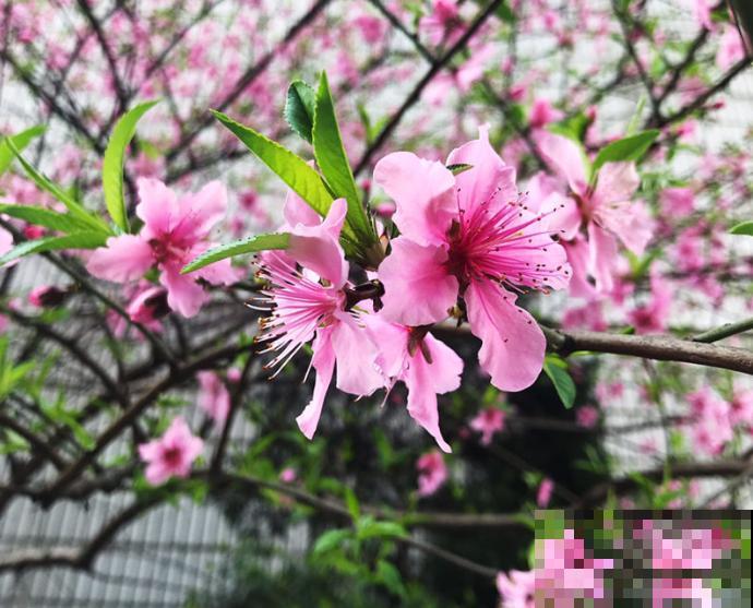 院子里种果树，有什么风水讲究？都进来看看吧！