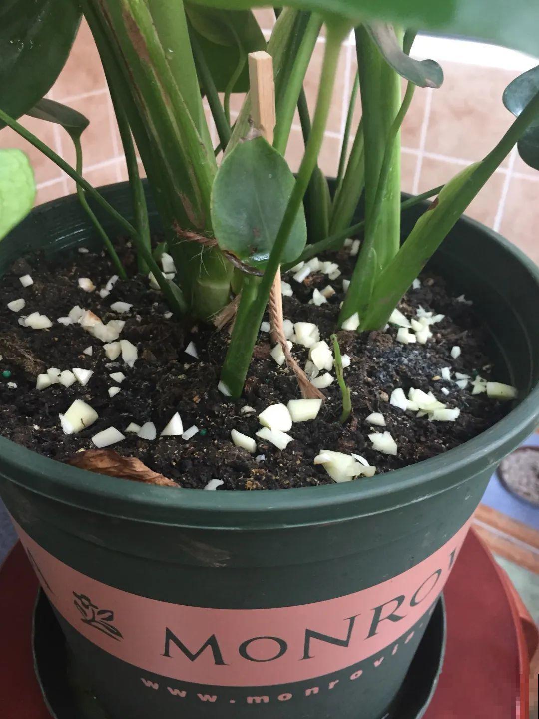 花盆里冒了小蘑菇,太吓人,赶紧丢了! 花盆里冒了小蘑菇,太吓人,赶紧丢了!