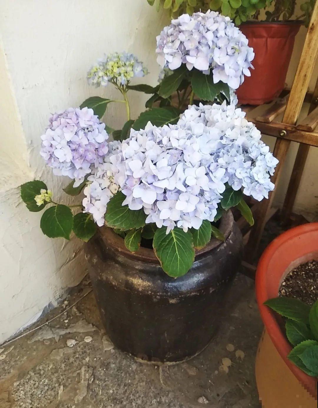 咸菜坛子先别丢,拿来养花,盆盆养成小树,太震撼 咸菜坛子先别丢,拿来养花,盆盆养成小树,太震撼