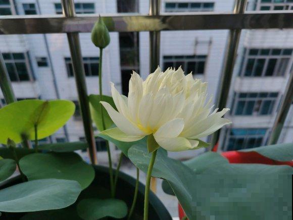 网购花卉是个技术活，擦亮眼睛别贪小便宜，少买点假货吧！