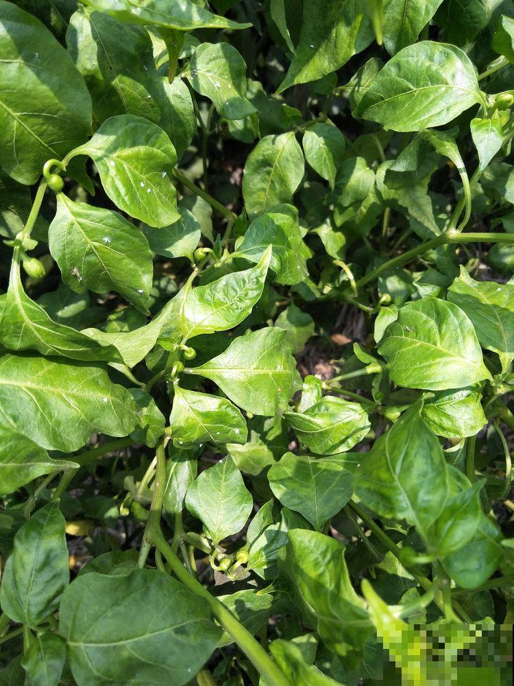 养花最怕遇到这4种虫害,喷点酒精,虫子秒杀,叶子蹭蹭长! 养花最怕遇到这4种虫害,喷点酒精,虫子秒杀,叶子蹭蹭长!