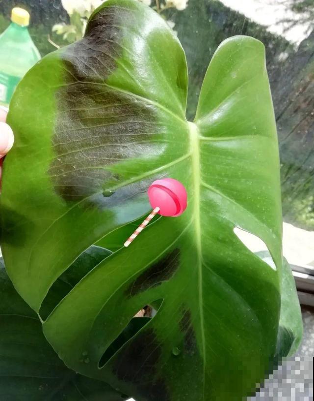 10种花一晒就死,夏天别放南阳台,小心晒成梅干菜! 10种花一晒就死,夏天别放南阳台,小心晒成梅干菜!