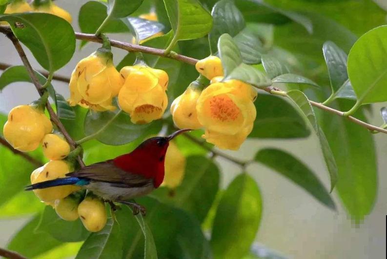 这花是茶族皇后，品种稀少又珍贵，国家一级保护植物！
