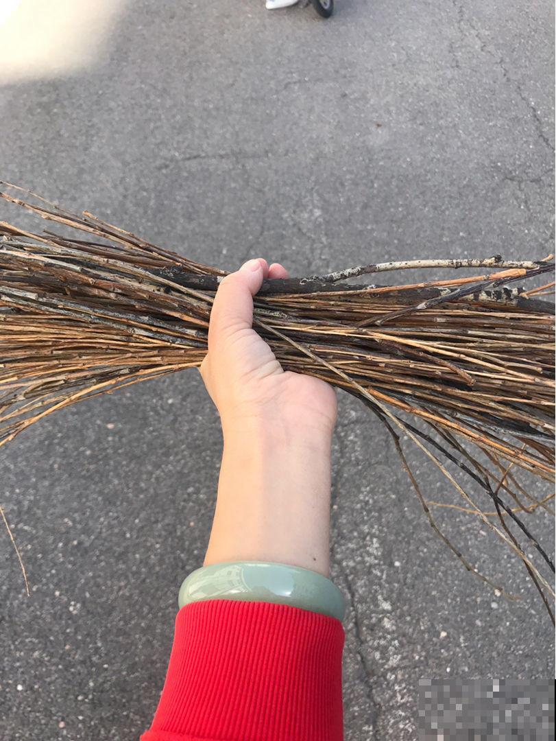 柳树皮养花有神效，效果堪比催芽剂，花草猛长根系旺！
