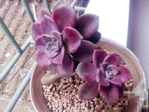 这种多肉太好养，夏天不遮阳、不挡雨，照样蹭蹭长！