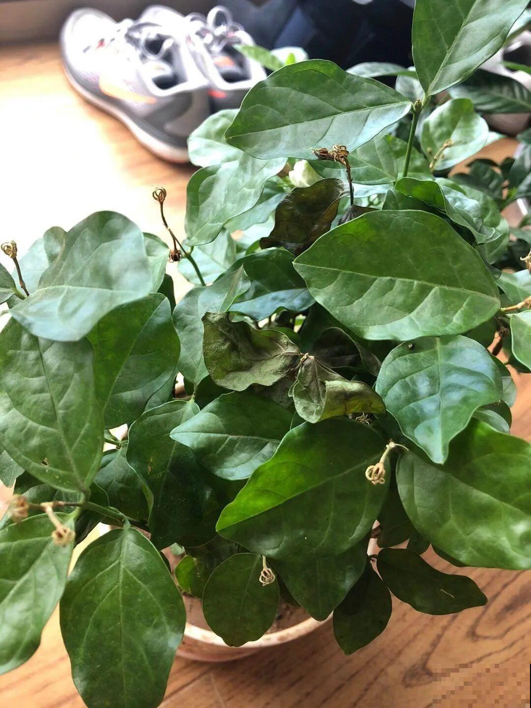 茉莉花后赶紧剪,剪完就开花,一直剪一直开! 茉莉花后赶紧剪,剪完就开花,一直剪一直开!