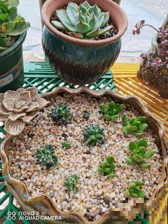 夏天极端天气下，多肉养护问题多，注意5点，多肉安然度夏