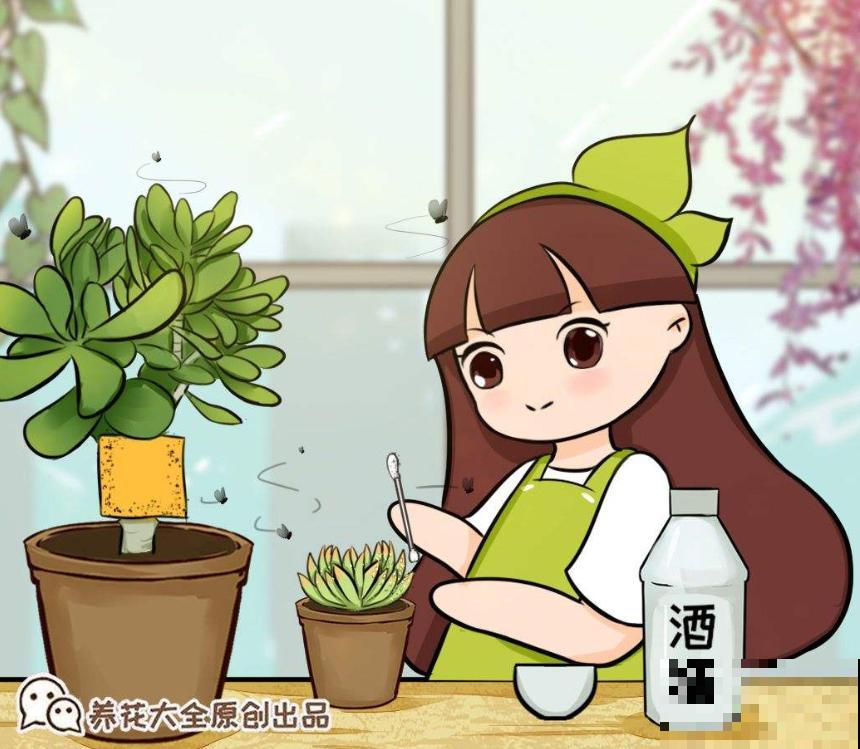 养花最怕遇到这4种虫害，喷点酒精，虫子秒杀，叶子蹭蹭长！