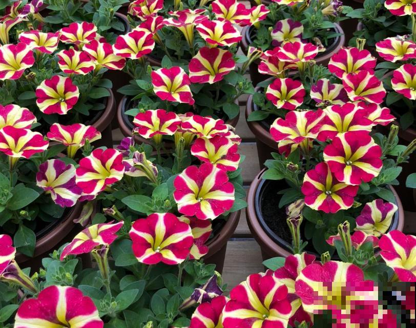 矮牵牛开花后别急着剪,过一阵收获小种子,存起来随时种! 矮牵牛开花后别急着剪,过一阵收获小种子,存起来随时种!