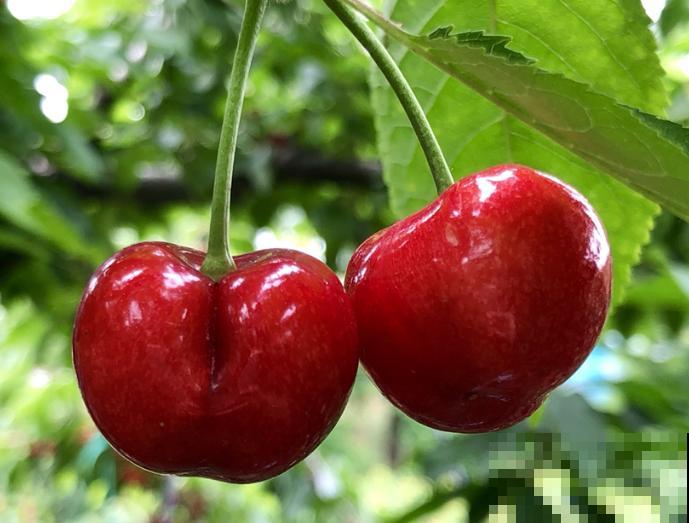 6种水果夏天少吃,容易上火,口干舌燥流鼻血! 6种水果夏天少吃,容易上火,口干舌燥流鼻血!