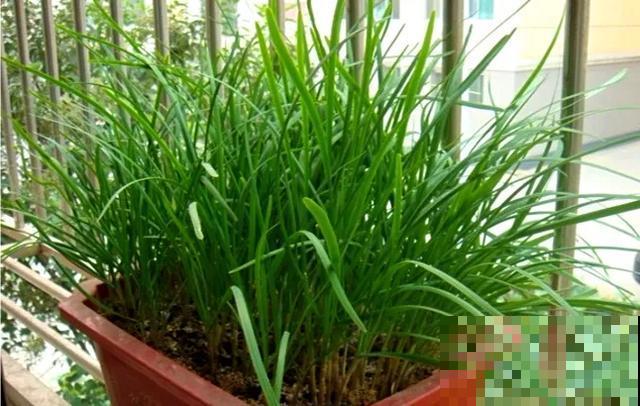 阳台种韭菜，菜根埋土里，10天就能割一茬！