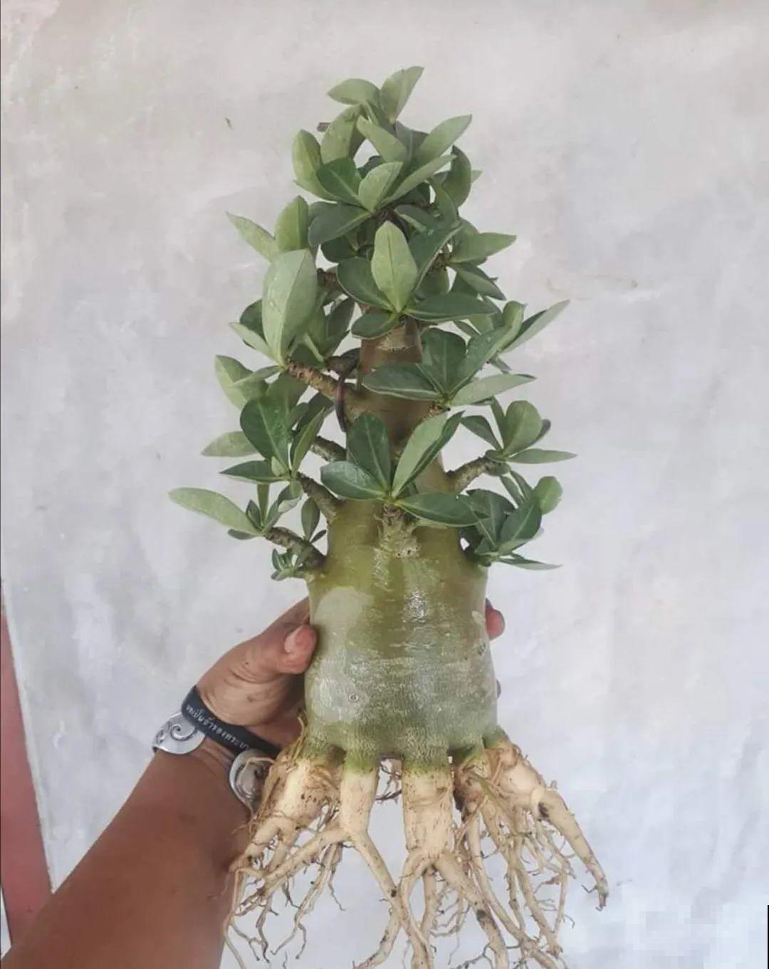 吊兰就用小盆养，根系拽一拽，立马变老桩！