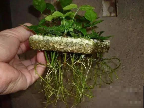 10种花，趁着天热赶紧扦插，成活率特别高