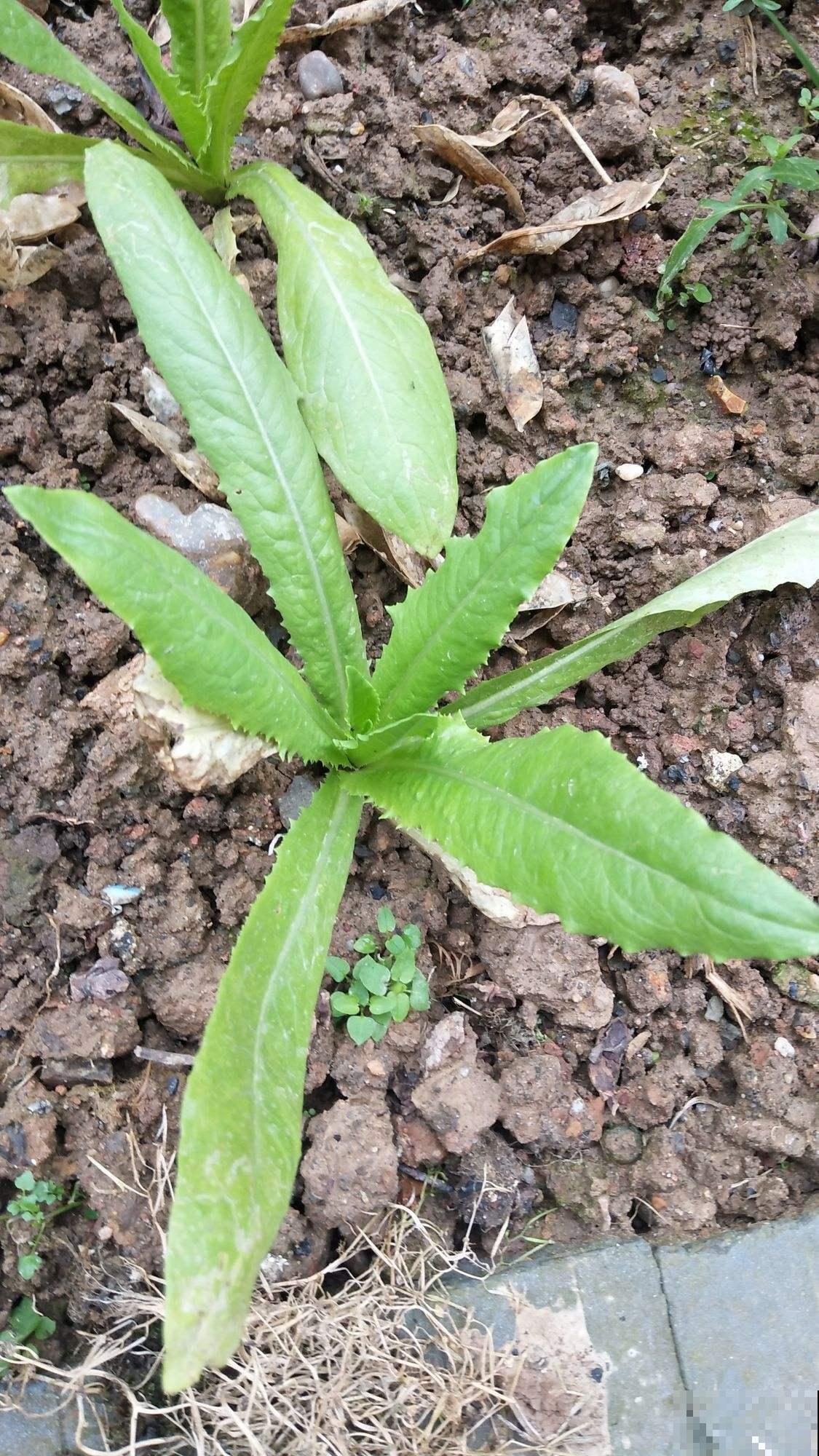 莴苣好吃又营养，在家也能种出好几斤，现在播种要小心！