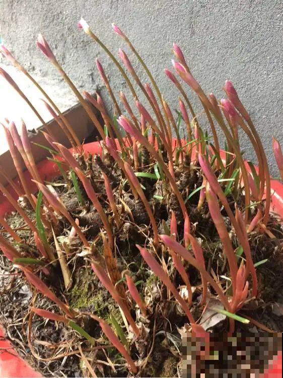 叶子唰啦全剪了，竟然冒出满盆花苞，神奇！