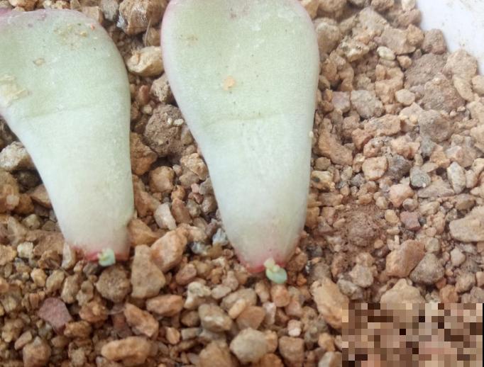 多肉半死不活不长个,可能是没有服盆,赶紧看看! 多肉半死不活不长个,可能是没有服盆,赶紧看看!