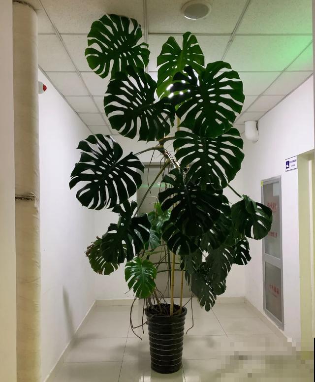 地栽的花就是强大，屋外疯长一院子，屋内孱弱不开花