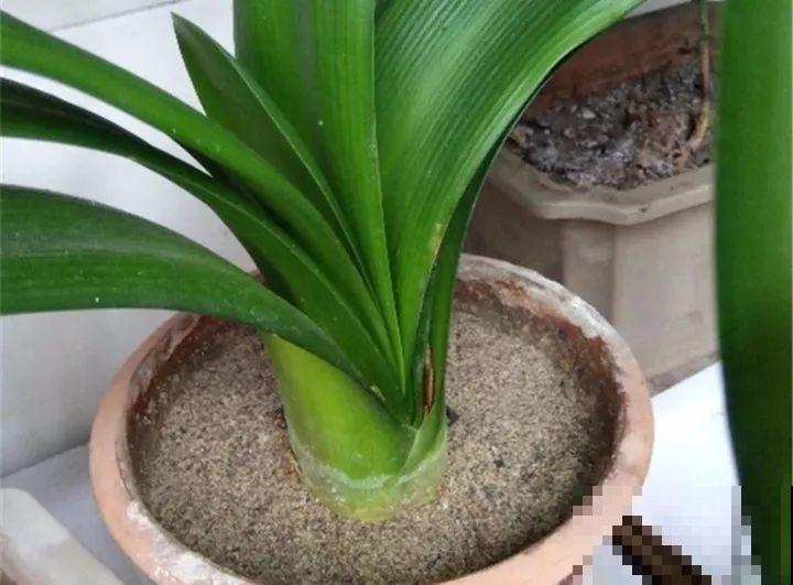 30年的君子兰,长出粗壮大老桩,砍还是不砍? 30年的君子兰,长出粗壮大老桩,砍还是不砍?