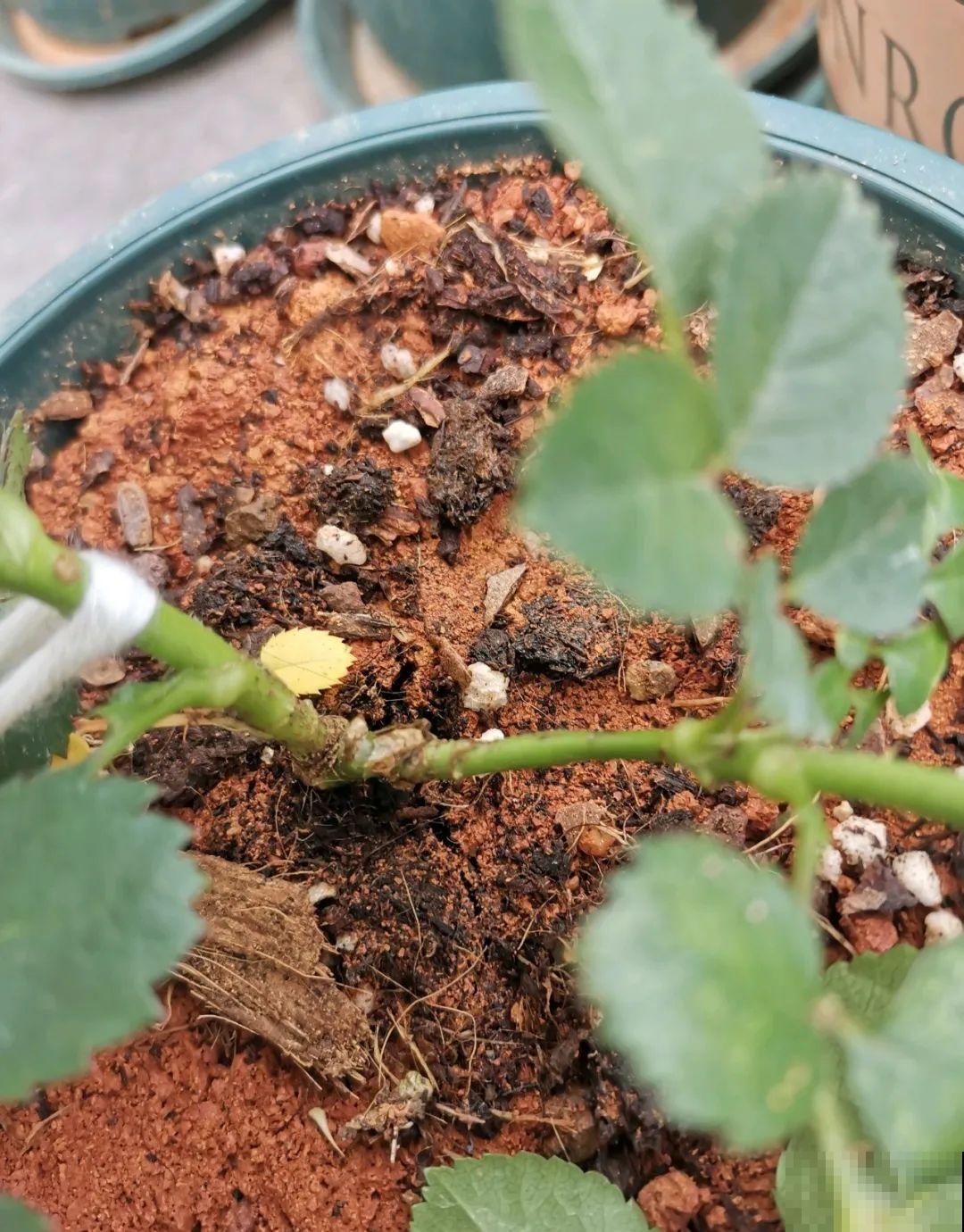 1根绳子扯一下，枝条冒出20个芽，一不小心拉断了！