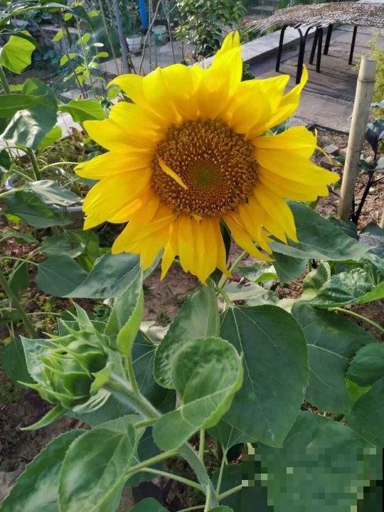 养花就是养心,喜欢什么花就是什么样的人,太准了! 养花就是养心,喜欢什么花就是什么样的人,太准了!