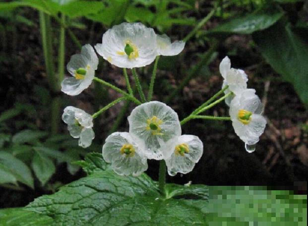 这些花实在太神奇了,一淋雨就变“脸”,透明花瓣像水晶! 这些花实在太神奇了,一淋雨就变“脸”,透明花瓣像水晶!