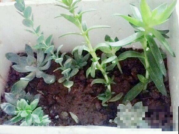 新手养花，居然养成这个样子，笑死我了