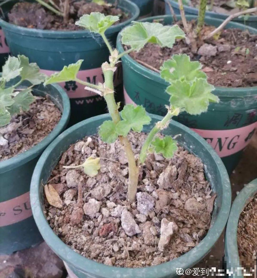 20种花,夏天要休眠,一浇水就死! 20种花,夏天要休眠,一浇水就死!