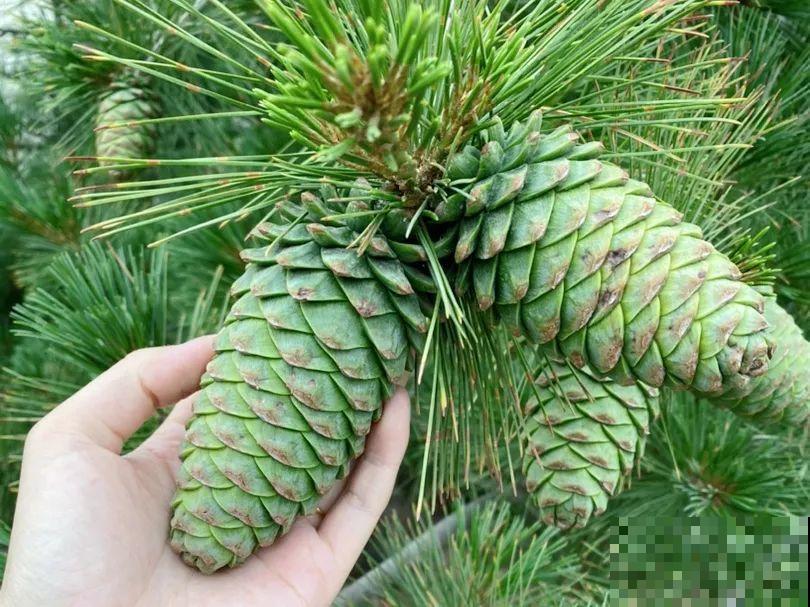 9种花可以预测天气，一开花就说明要下雨了！