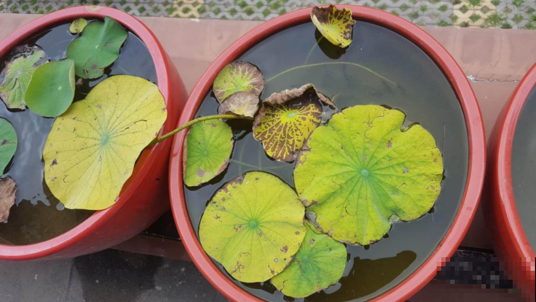 夏天花卉叶子哗哗掉,赶紧遮阴,不然掉成光杆司令 夏天花卉叶子哗哗掉,赶紧遮阴,不然掉成光杆司令