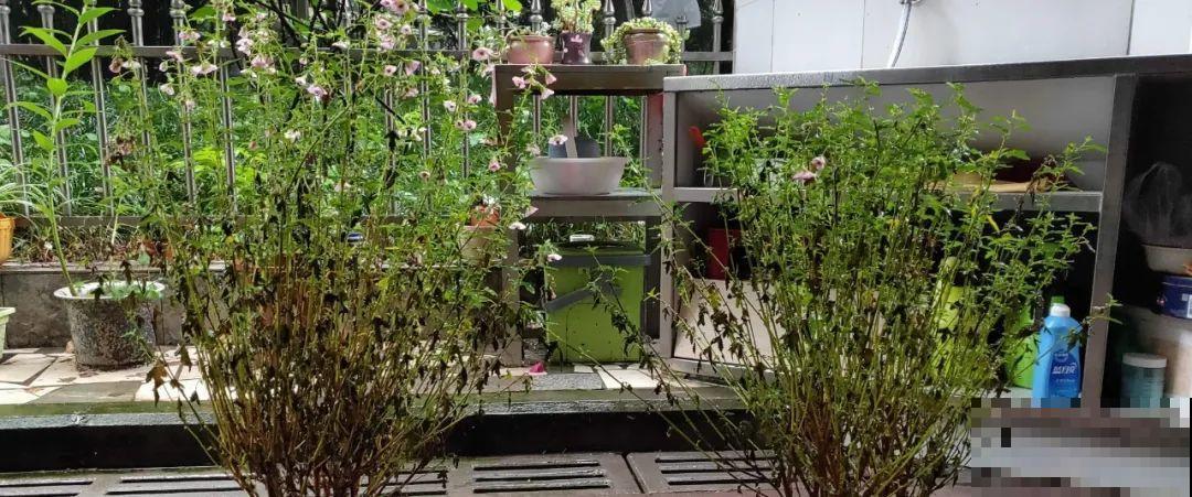 夏天花卉叶子哗哗掉，赶紧遮阴，不然掉成光杆司令