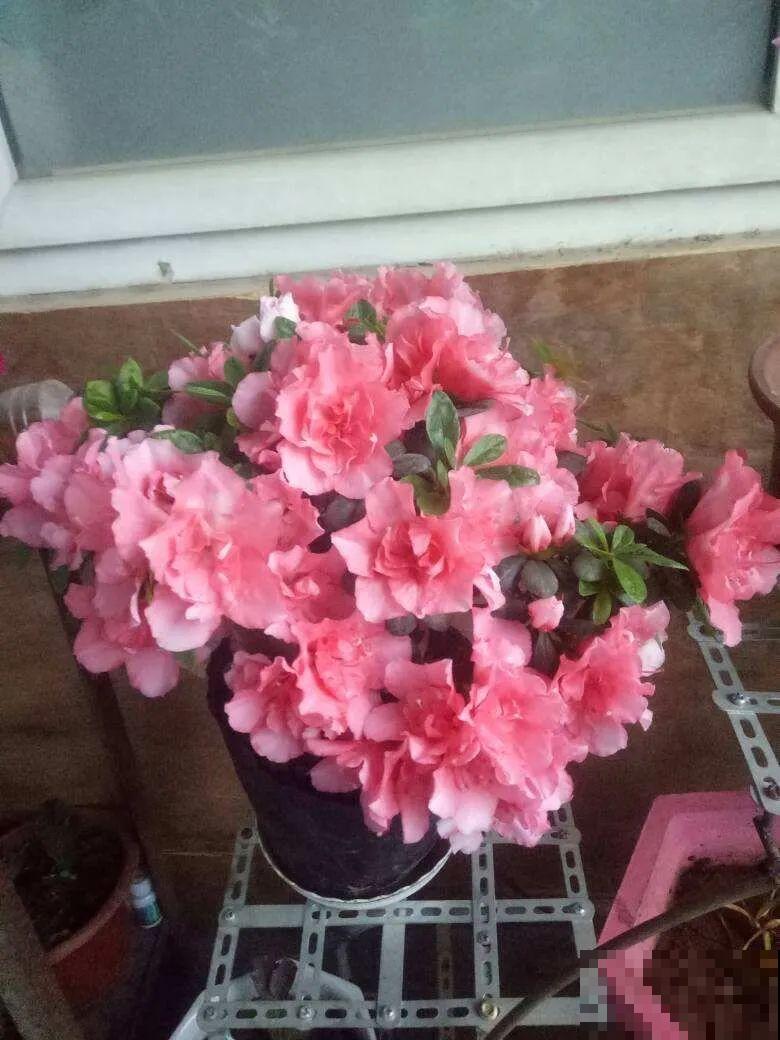 30种耐阴花，室内光照不佳，也能全年开花！