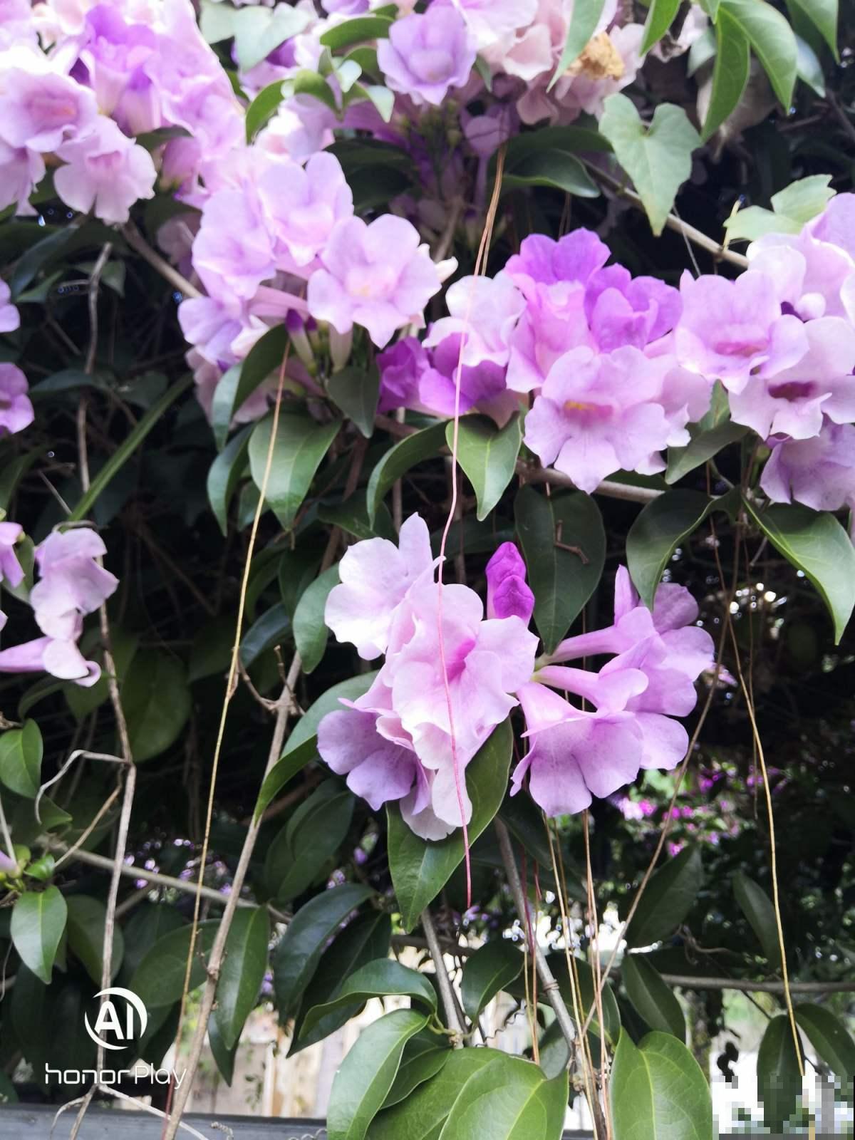 院子里养棵蒜香藤,香味独特,开花好看,谁见都喜欢 院子里养棵蒜香藤,香味独特,开花好看,谁见都喜欢